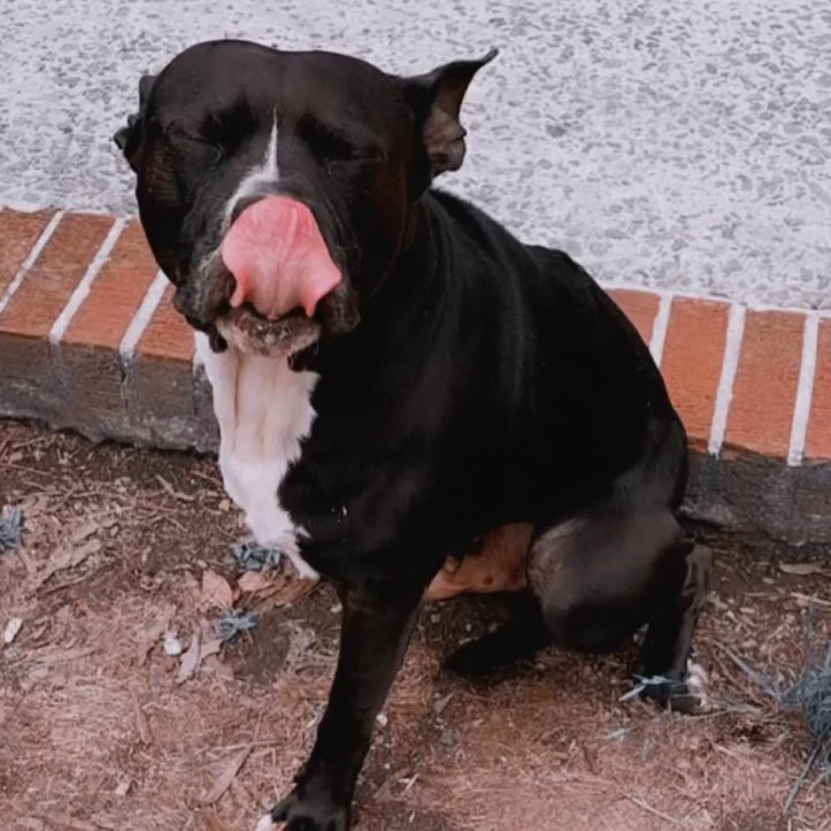 _WhoIsTA's tweet photo. We had to lay our favorite fatman rest last week….this shit still hurts buddy but I know you wouldn’t want me crying forever so I’ll do my best to make this the last time🤞🏾 all dogs go to heaven so I’ll see you when my time comes…#LongLiveMacho #MyFatMan #CongoMacho https://t.co/5Ec8fOQ8hE