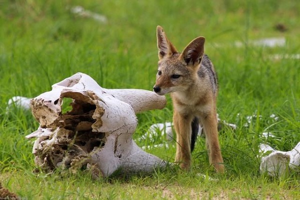 There has been confusion about Zimbabwe entry requirements but <a href="/ImveloSafariLod/">Imvelo Safari Lodges</a> have let us know that a 10 day quarantine is NOT being enforced for anyone except those traveling from or through India. And in other good news, the CDC now lists Zimbabwe as Low Risk Level 1!