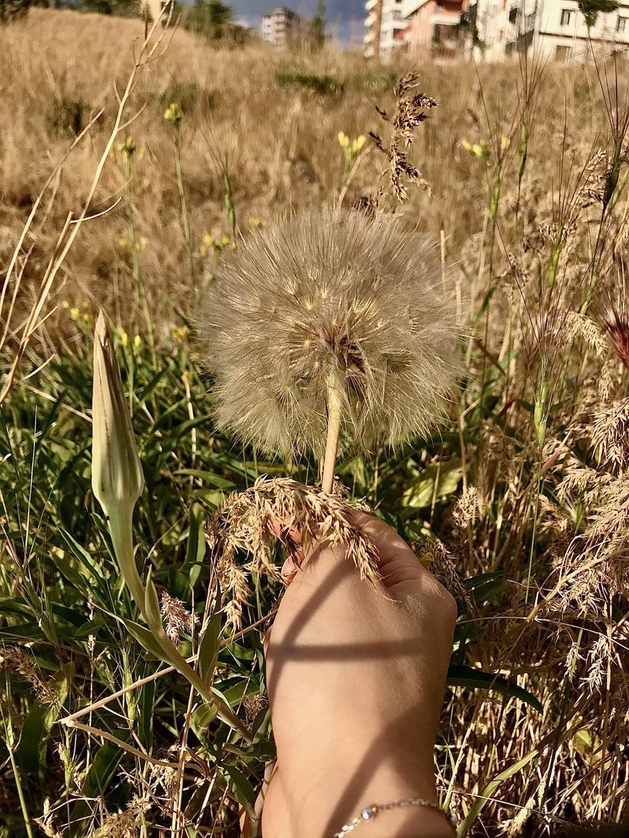 Tüm bu hayat telaşı denen keşmekeşin içinde kaçırıyoruz tüm incelikleri, güzellikleri. Karahindibalar gibi tek nefeste uçuveriyor zaman.