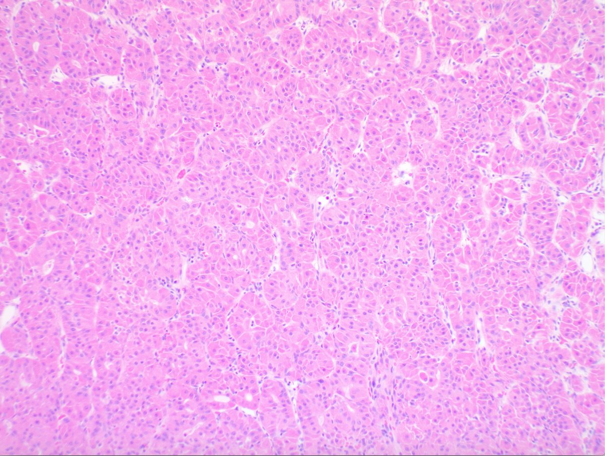 Einstein Montefiore Pathology tweet media