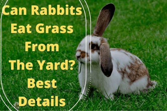 lovee_pets's tweet photo. #petrabbit #petrabbits #rabbitcare #rabbits #rabbit #bunnies #bunnyboy #bunny #bunnygirl https://t.co/4nsv5klqwT