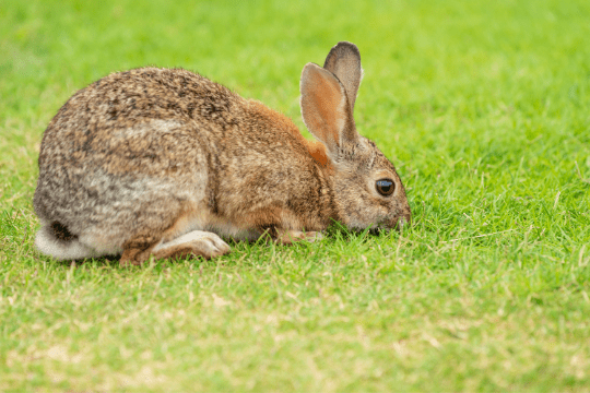 lovee_pets's tweet photo. #petrabbit #petrabbits #rabbitcare #rabbits #rabbit #bunnies #bunnyboy #bunny #bunnygirl https://t.co/DwIY4w2GsC