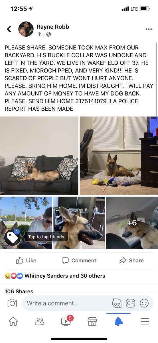 raynesversion's tweet image. please share. please bring my dog home. i will pay anything to get him back. i will do anything to get him back. please. please bring him back.