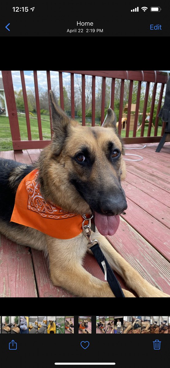 raynesversion's tweet image. please share. please bring my dog home. i will pay anything to get him back. i will do anything to get him back. please. please bring him back.