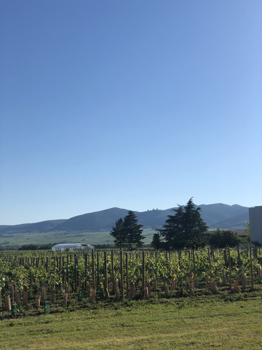 jtmatus's tweet photo. The best place to manually curate the new #grapereferencegenome annotation #PN40024v4 @I17111 cost action working group meeting @UMREGFV INRAE Colmar @COSTprogramme https://t.co/9AAKibfcct