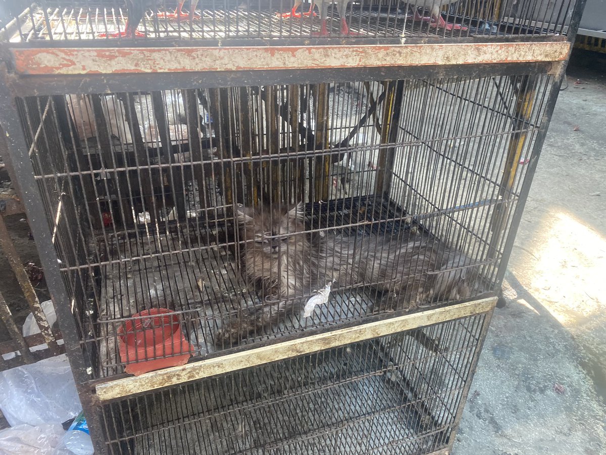 psa_pk's tweet image. As I went to Tollinton today to get some cats out, I had to leave her behind. It’s past my bedtime and I just can’t stop thinking about her. She was being sold for £70. Can anyone help me get her out first thing tomorrow ? 🥺💔