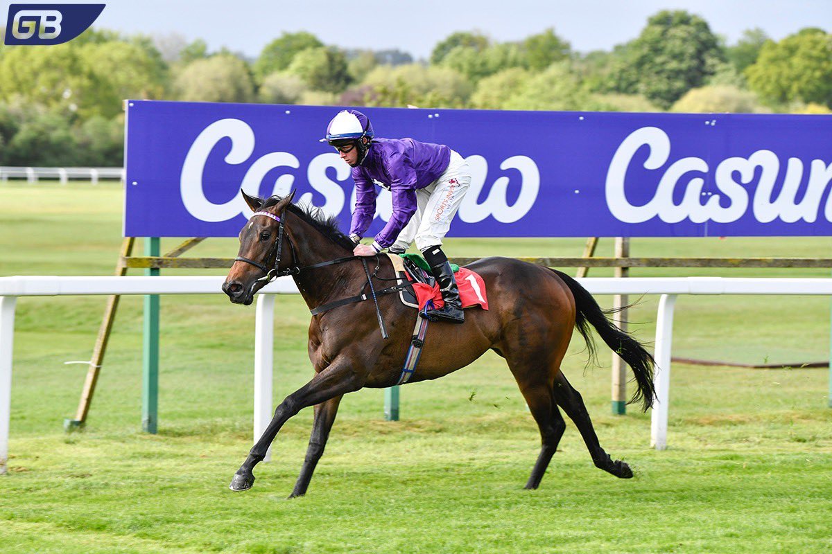 amoracingltd's tweet image. BEAUTIFUL SUNSHINE heads to the Queen Mary (Gr 2) and we also have SUPERIOR FORCE and PODEROSO declared to run in the Windsor Castle (Listed) #RA21 #Wednesday #runners #AmoRacing #juveniles