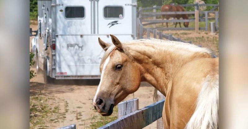HORSEJournals's tweet photo. To help you understand what your horse experiences during transport he might suggest that you stand inside the horse trailer, with your hands in your pockets and your eyes closed, while he drives you around.