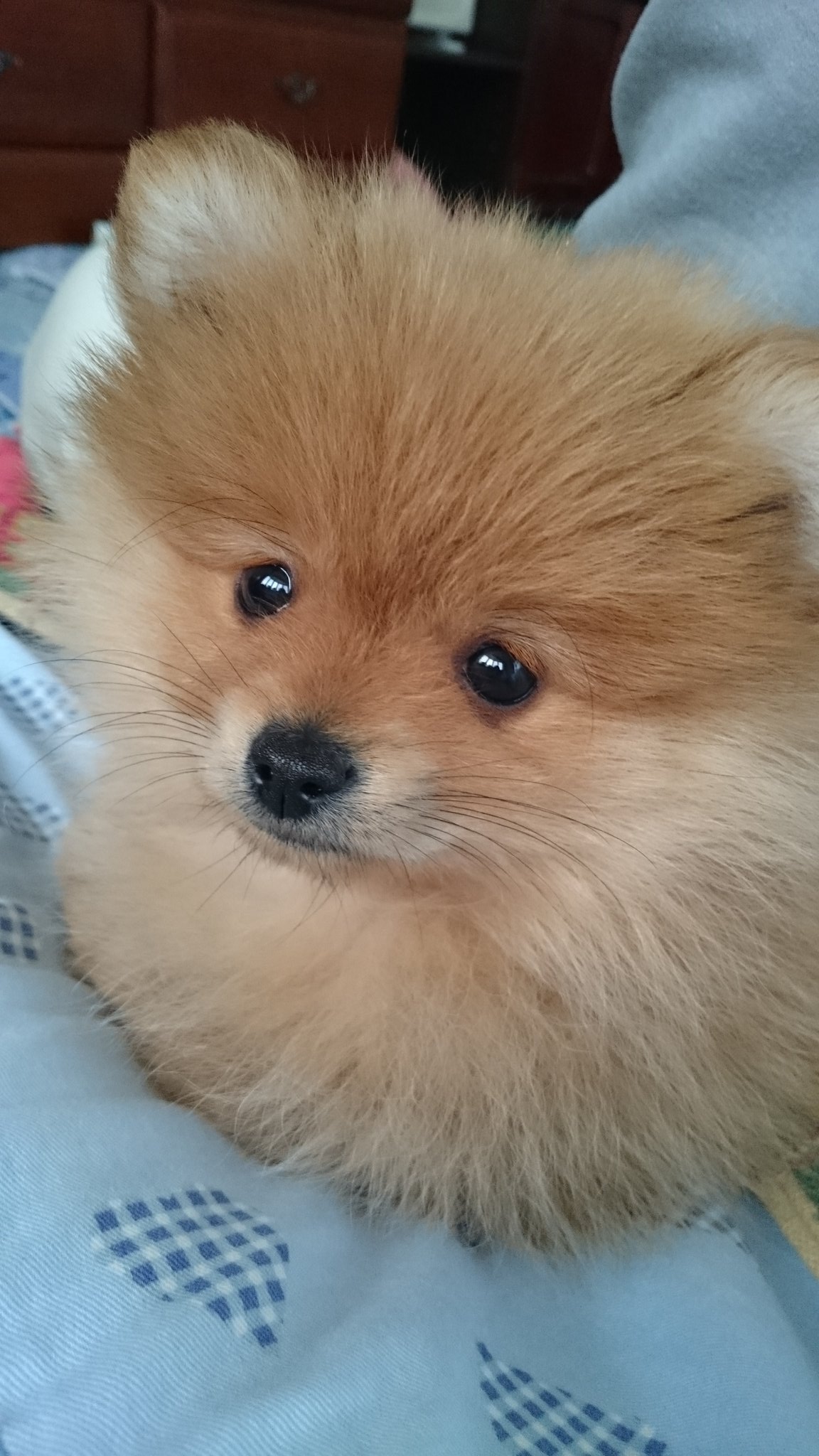 しろくまななみん ポメラニアンは何度も顔が変わると聞いているのでこれからの変化もめちゃくちゃに楽しみ むくふわむっく ポメラニアン T Co Gzpyhw5gr0 Twitter