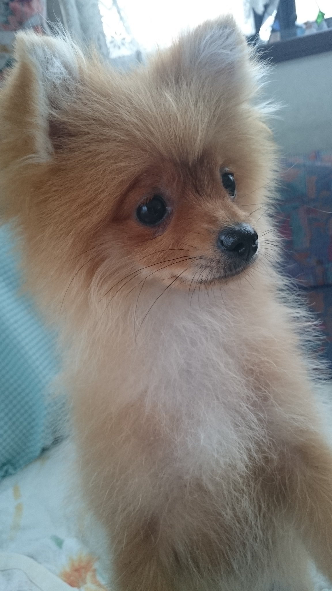 しろくまななみん ポメラニアンは何度も顔が変わると聞いているのでこれからの変化もめちゃくちゃに楽しみ むくふわむっく ポメラニアン T Co Gzpyhw5gr0 Twitter