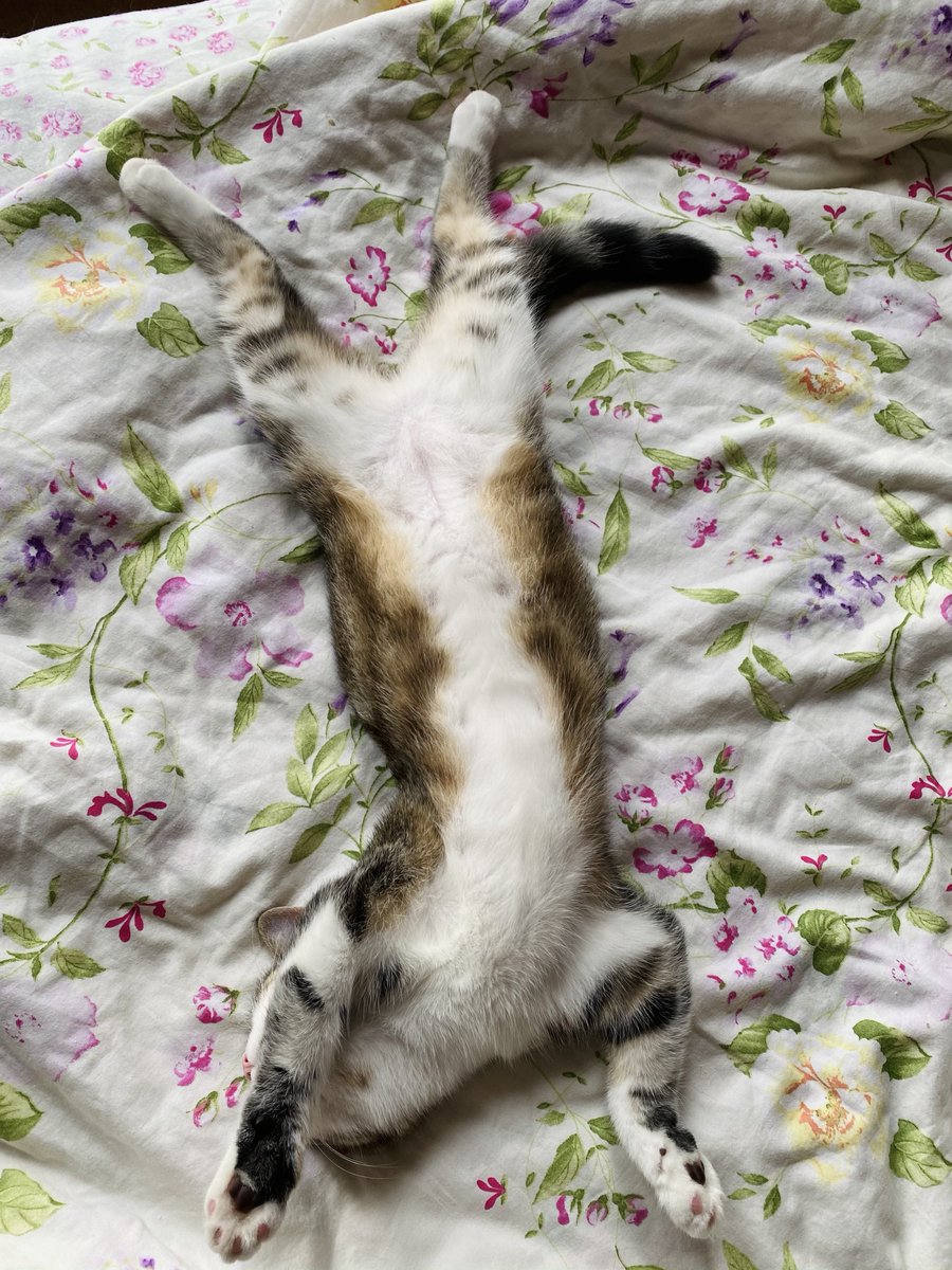 Nobody can wake me up💤

#CatsOfTwitter 
#cats 
#猫