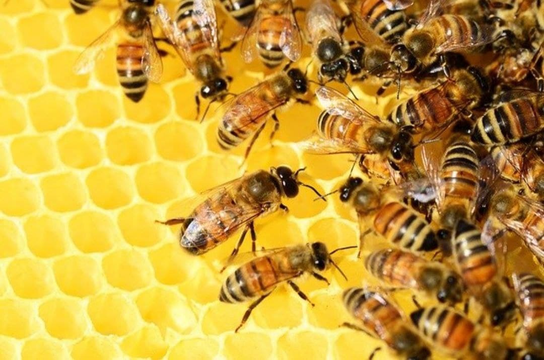 ColorMind01's tweet image. #SabiasQue #Datocurioso #breaking #news 

Las abejas pueden ver lo mismo que los humanos, y son tan inteligentes que los experimentos han demostrado que pueden ser entrenadas para reconocer rostros humanos. 😱😱😱