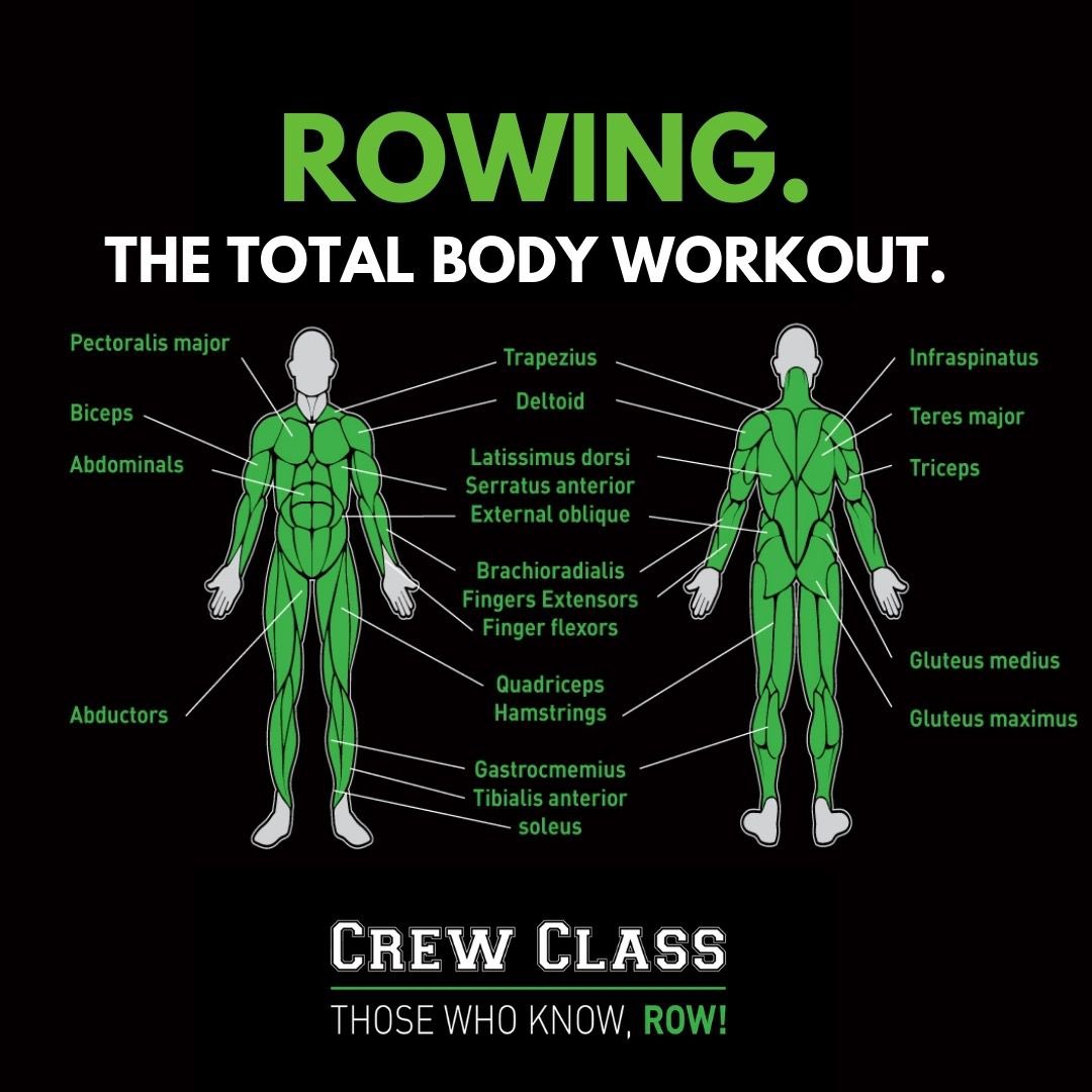 NiallOToole's tweet photo. The picture says it all! You use 87% of the muscles in your body indoor rowing. Every muscle, every stroke!Β
#totalbodyworkout
#crewclassdublin #crewclass #rowing #rowingrelated #indoorrowing #concept2 #rowingmachine #rowingnothingelse #rudern #aviron #irishfitfam https://t.co/qKM5Wn04Mx