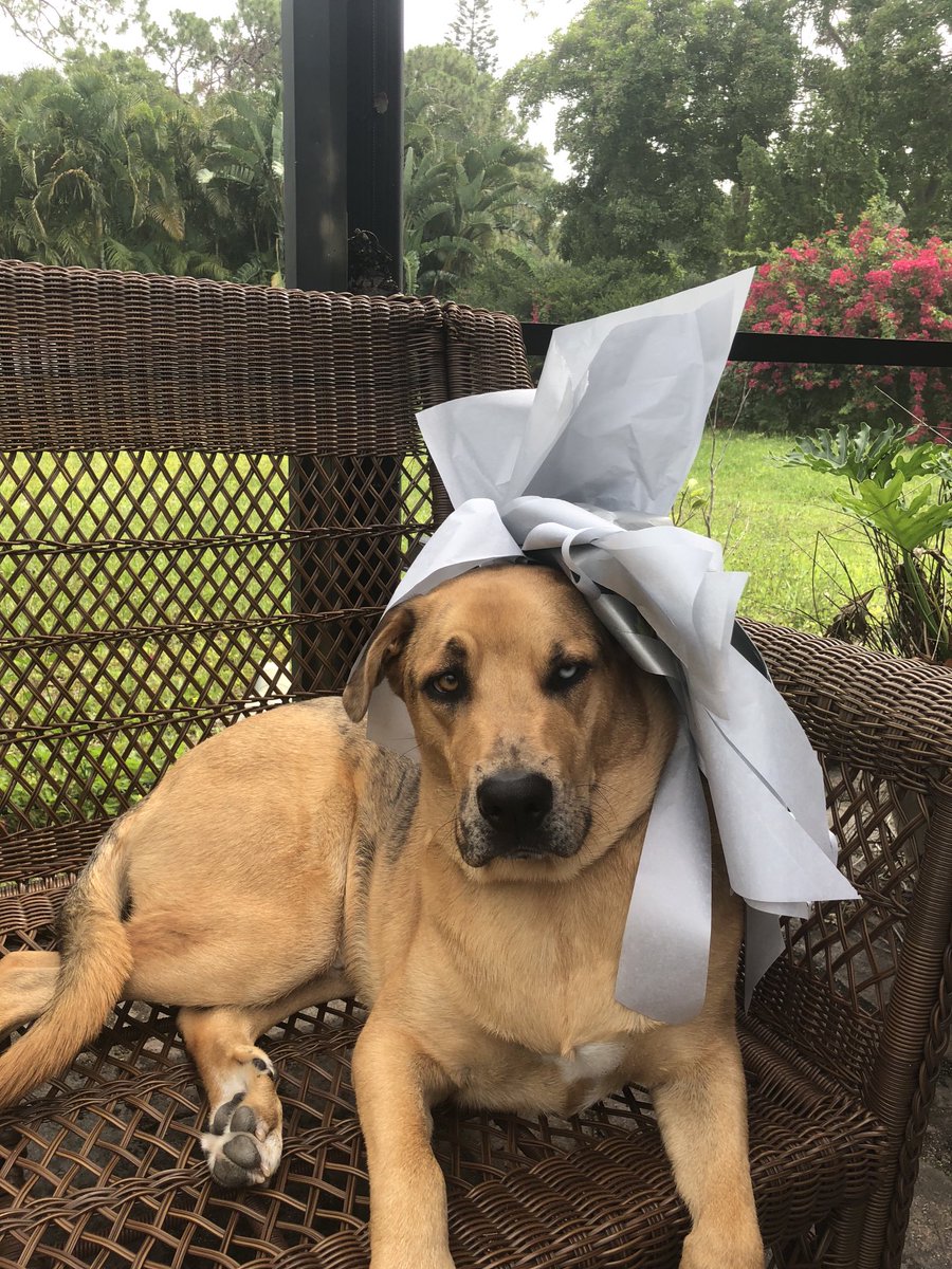 drumcrusher's tweet photo. @RobinMeade #Bestinourshow. “ Best Royal Fascinator”. Remy the Catahoula. https://t.co/XDnjg0fsRT