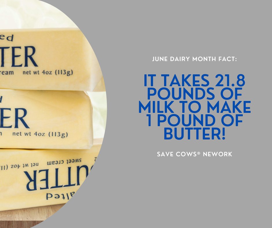 SaveCowsNetwork's tweet image. What butter way to start the week then by spreading some butter facts as the 50th annual Butterfest kicks off this week in Reedsburg, WI?! 

Did you know it takes 21.8 pounds of milk to make one pound of butter? #SaveCowsNetwork #Butterfest #NationalJuneDairyMonth