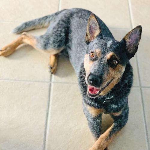 ewenity's tweet photo. Hi friends! I'm WHITLEY, a 5-year-old ACD made entirely of Velcro. I'm not a fan of other dogs, but I love people, especially one of my own. I'd be so great for someone who likes outdoor sports like hiking and camping. 

Learn more about me: https://t.co/0dBAgWRGOo https://t.co/4oIGlPf5sr