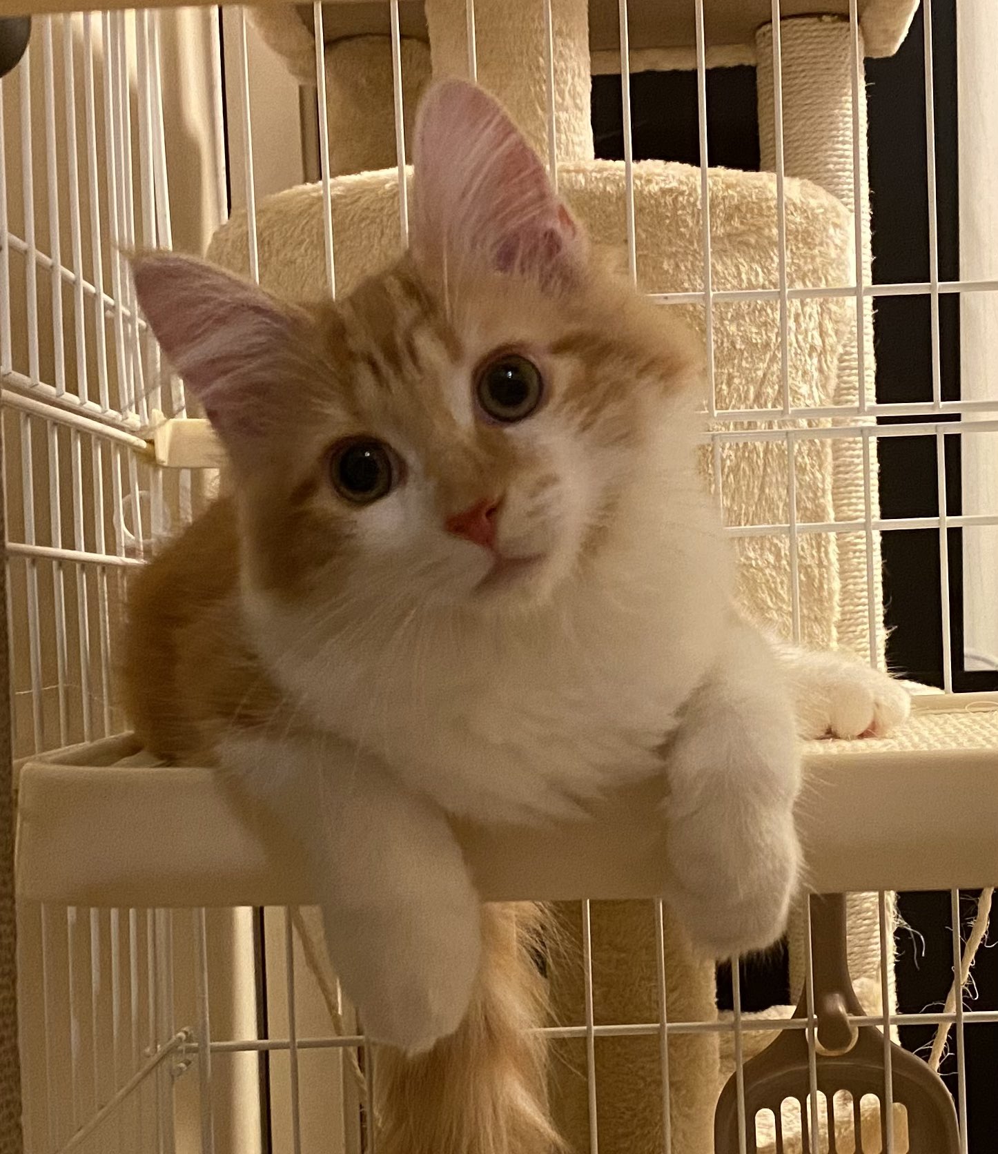 メインクーン飼いました もういっちょ メインクーン 子猫 猫 T Co 7gpjwbaq62 Twitter