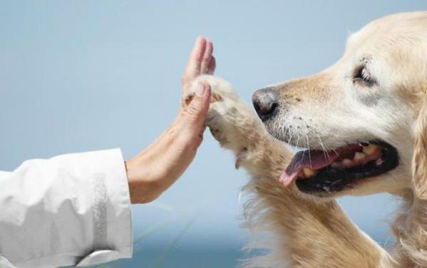 Картинка дай лапу. Золотистый ретривер лает. Золотистый ретривер ОКД. Золотистый ретривер дрессировка. Благополучие животных