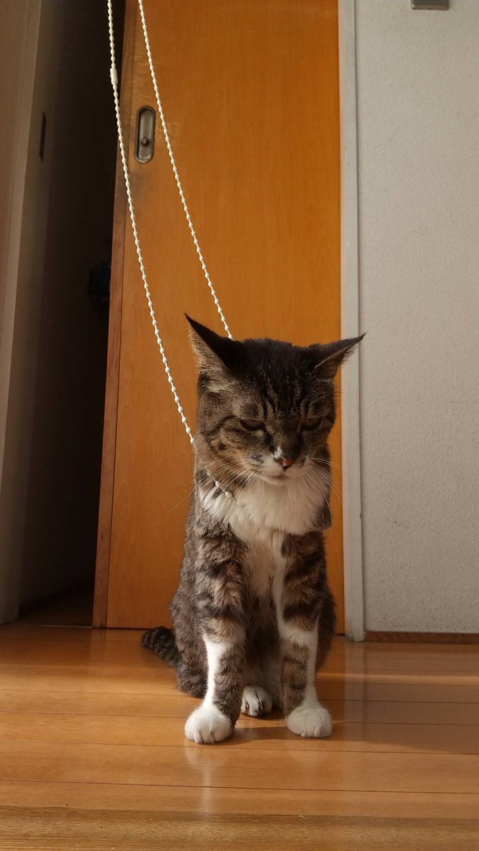 oftengotozoo's tweet photo. 6/12(土)23:30ごろに西永福駅住宅街にある宮元公園で姿を確認したのを最後に生活を一緒にしていた猫がいなくなりました。

なまえはキミで、18歳くらいの高齢メス猫です。
青い首輪をつけており、キジトラ胸と四肢の先が白なのが特徴です。

なまえを呼ぶと低くかすれた声で返事をします。 https://t.co/mhG7JywjRk