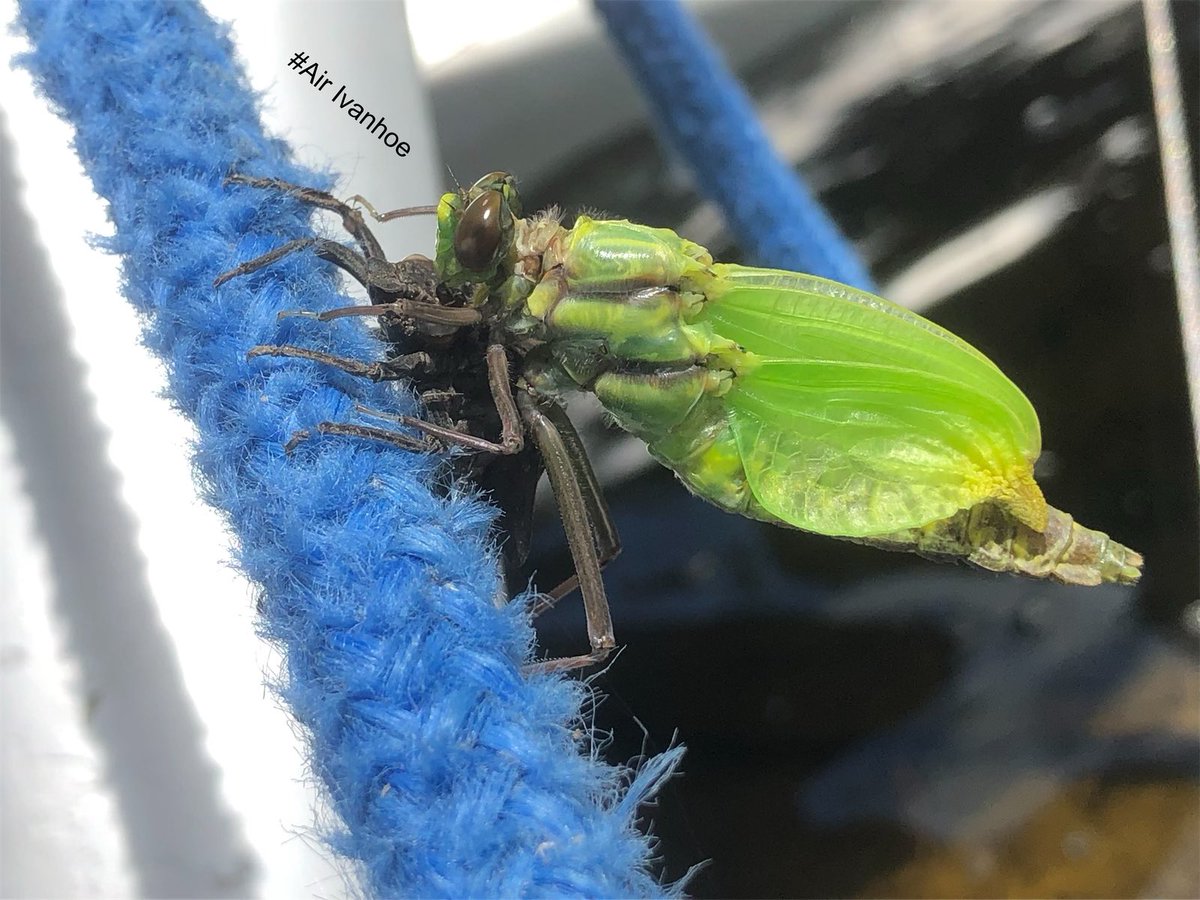 Anyone have a #guess what we found today? #NorthernOntario #Canada #airivanhoe #outfitter #northernguide #northernfishing #fishingCanada #CanadaFishing #fishingspot #fishingcamp #fishinglodge #fishOn #lakelife #flyinfishing #outfitter #canadaguide #canadafishingguide #camplife