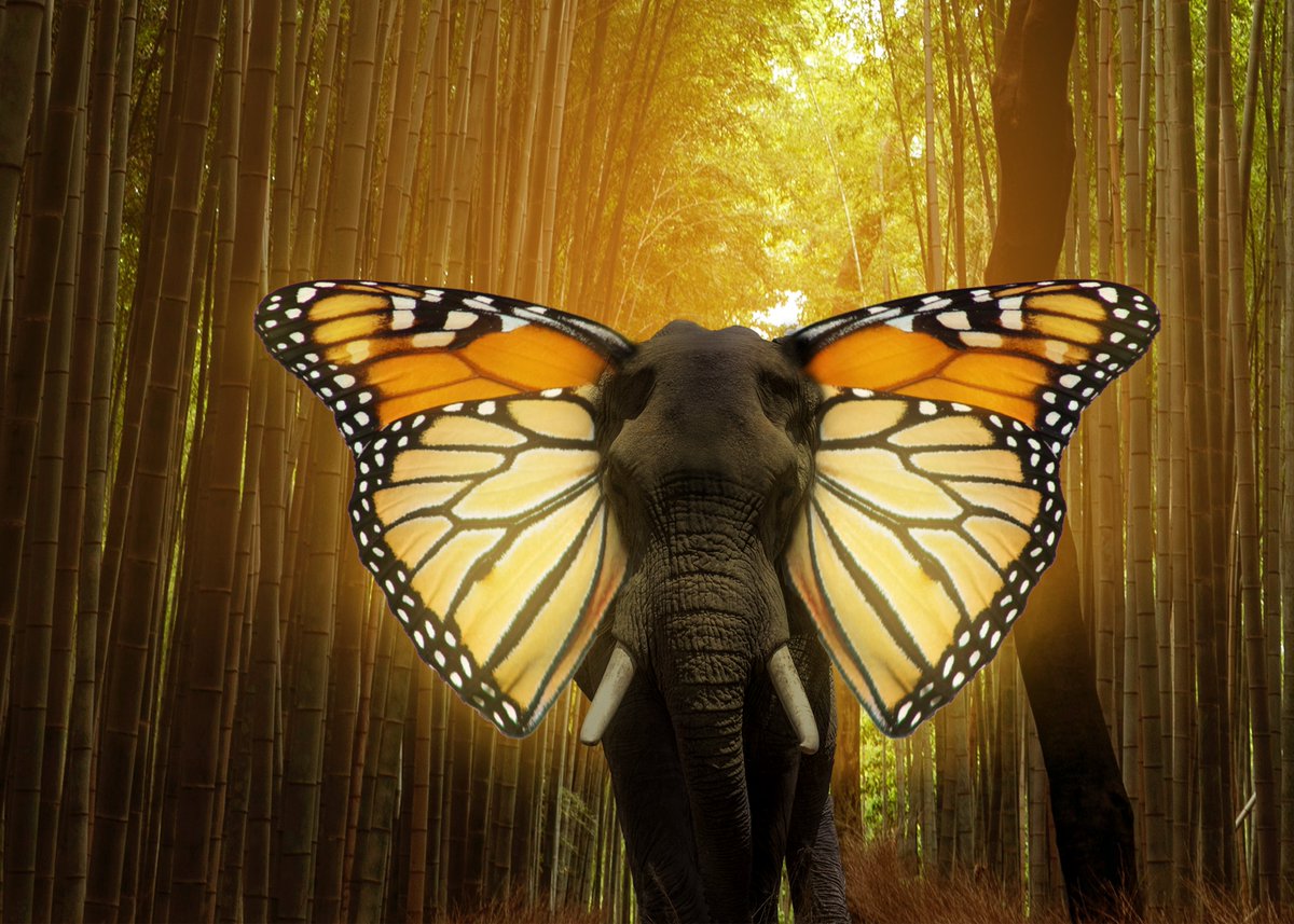 AdamValls's tweet photo. I want one. So I made one. #butterphant
#NFTCommunity #NFTartist #nftcollectors #nftart #nft #NFTs #hicetnunc2000 #cryptoart
https://t.co/Eeo3XIzebK https://t.co/XPeQ6jo99t