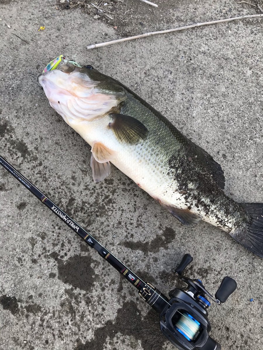 雷魚釣り 雷魚釣り