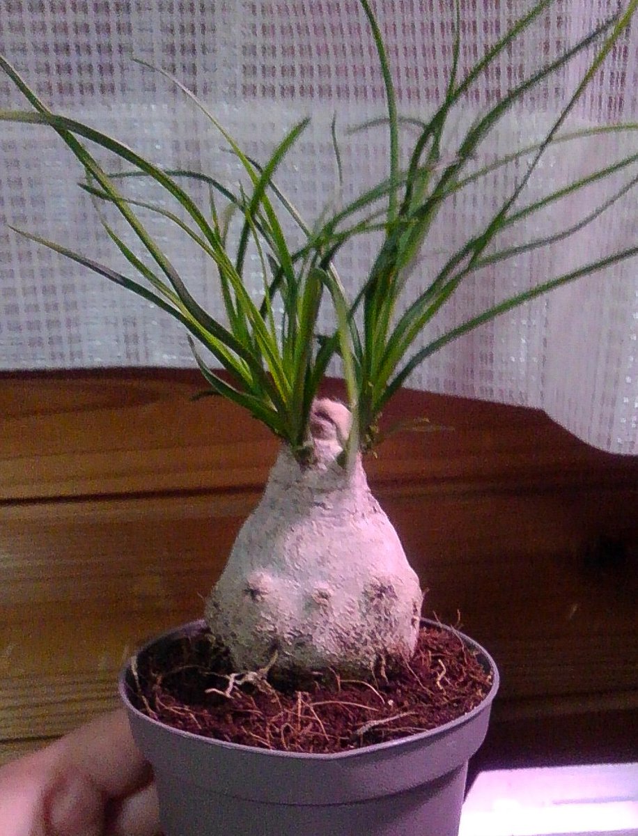 こずスグリ on X