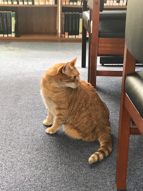 MarshallLibrary's tweet image. We will be continuing morning and afternoon Book-a-seat sessions into July, especially to support #Economics MPhils working towards their #dissertationdeadline #EconomicsCat bit.ly/3pPu2rG