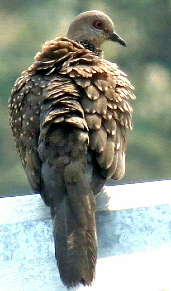 Spotted Dove (টিল কপৌ)
#TwitterNatureCommunity #birdTwitter 
#indiaves
#birdwatching #NaturePhotography #wildlifephotography #canonphotography #Natgeoindia #Love4Wilds
#photohour #photography