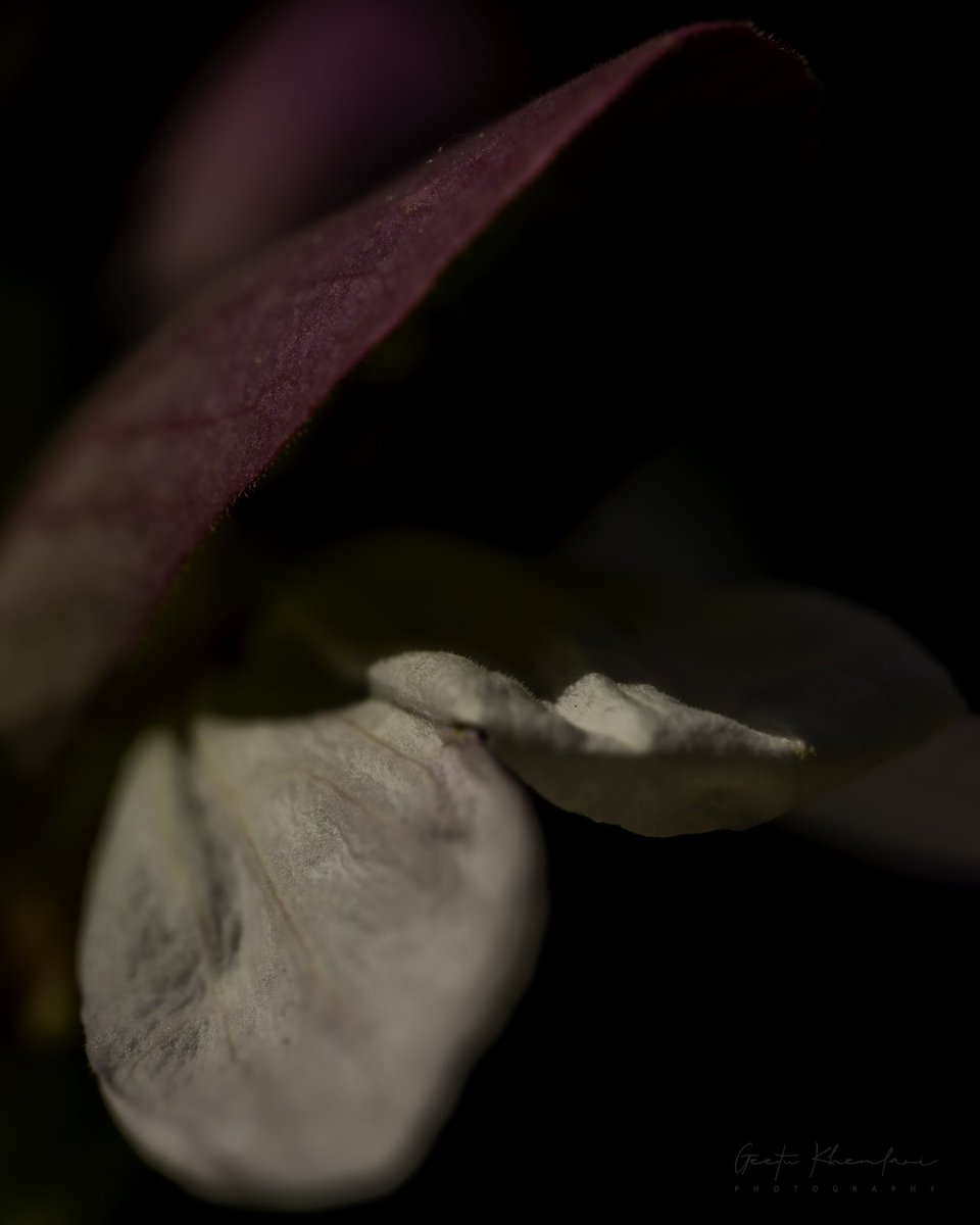 Even a fragile petal has the courage to stand for and express its true beauty. Can you see veins?
#beautiful #bokeh #macrophotography #petalperfection #LovingDay #flowerphotography #flowersandmacro #macrofotografia #MagicalMonday