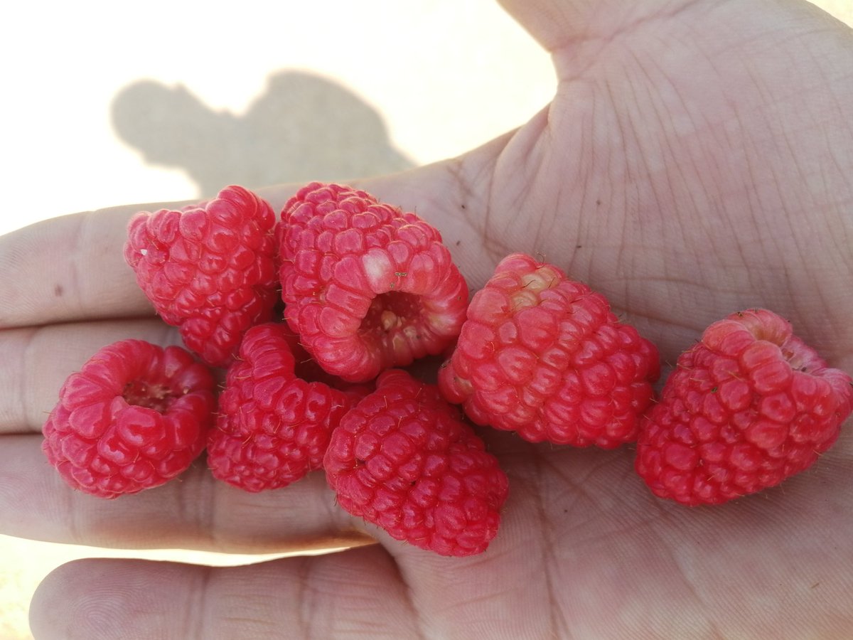 ORGANICOSBIONAT's tweet image. #casiviernes!!