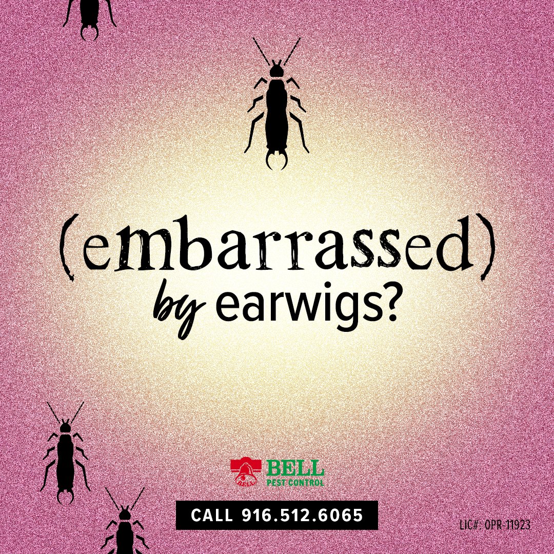 BellPestControl's tweet image. If you are embarrassed by earwigs in your home we can help you out. #pestcontrol #bellpest #earwigs #sacramento #pestservices