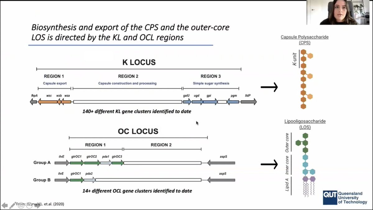 A_baumannii's tweet image. Our second presenter for our #NancyMillis 2021 #StudentAward is our QLD winner: Sarah Cahill from @QUT. Her work is on Acinetobacter baumannii surface polysaccharide variation and evolution in MDR clonal lineages. #2021ASM  dlvr.it/S1j3ZC