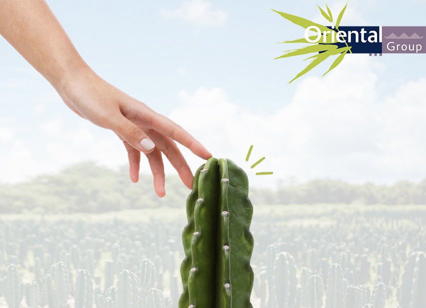 De Cuddly cactus is de enige cactus in Europa zonder naalden.
De exclusieve Cuddly Cactus heeft de speciale eigenschap dat het geen naalden heeft. Deze premium cactus is anders dan alle andere cactussen en daarom een item to watch &amp; feel.