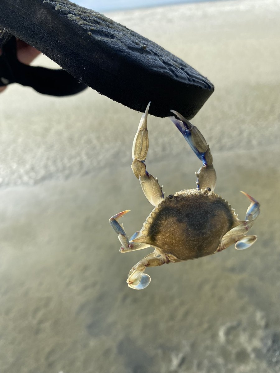 Little guy hitched a ride this morning #frippinit