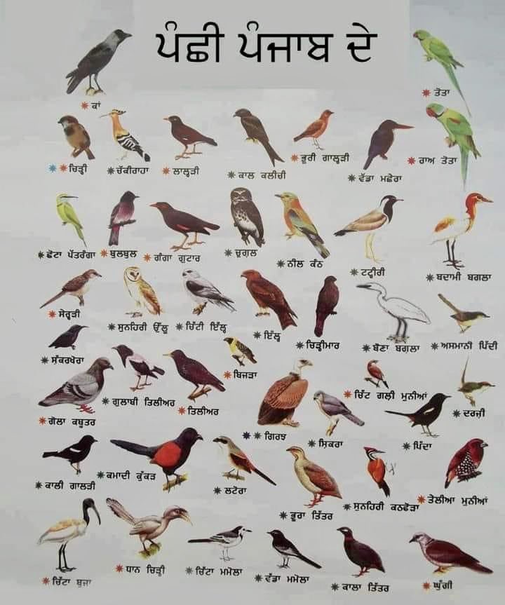 Learn Punjabi on Twitter "Birds of Punjab via asidhu_ https//t.co
