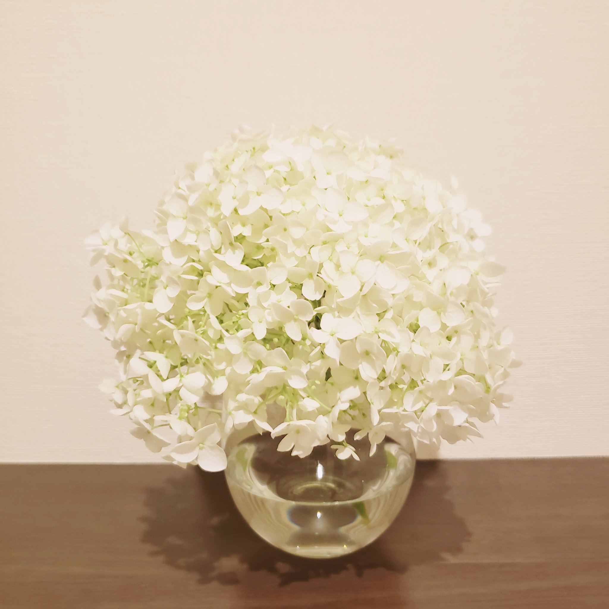Yoshimi 白くて優しくて丸くて可愛い 花と緑のある暮らし 紫陽花 アナベル 切り花 T Co Tk3tm0ypgo Twitter