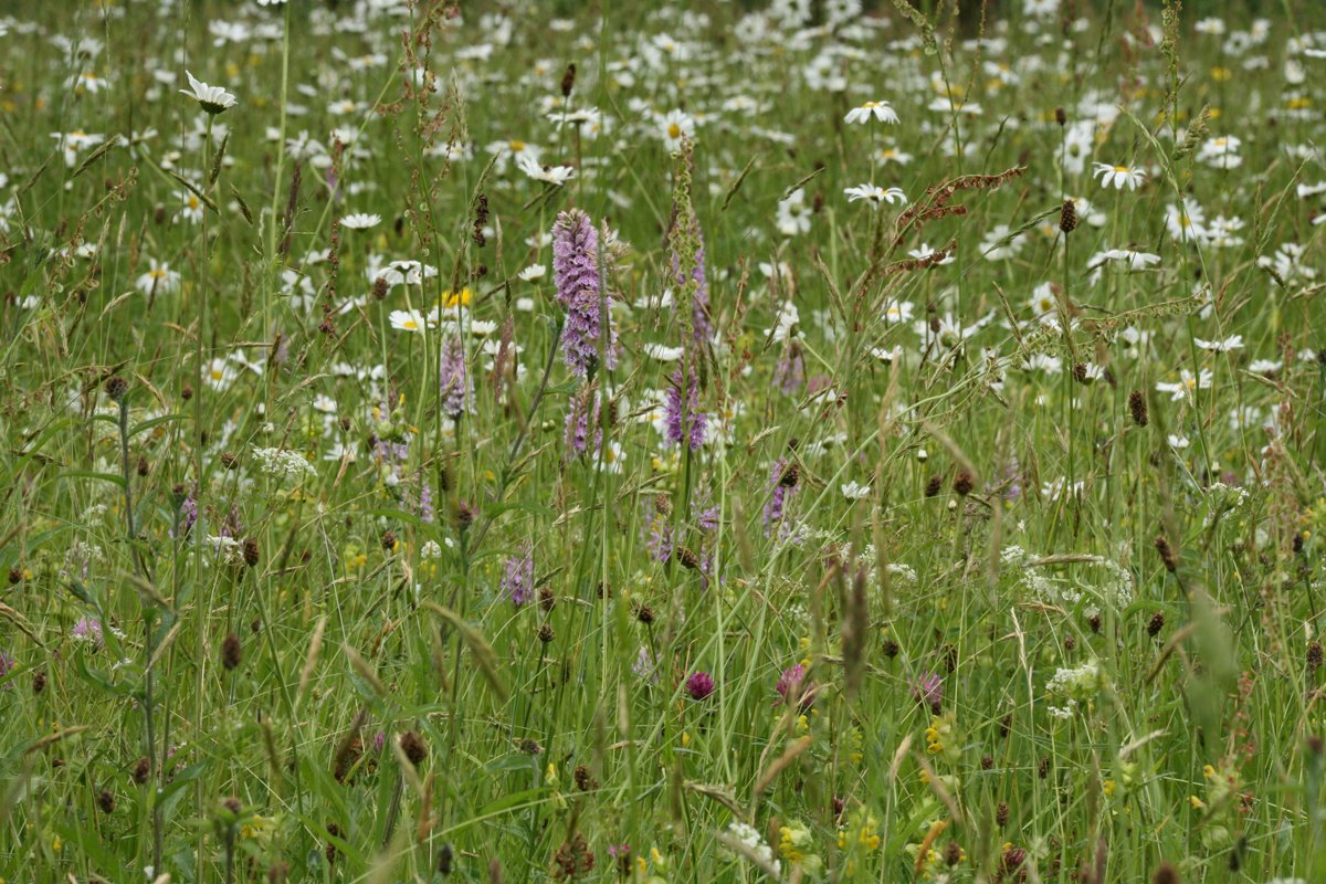 Wye Valley AONB on Twitter "Nature Recovery MMG has 250+ members