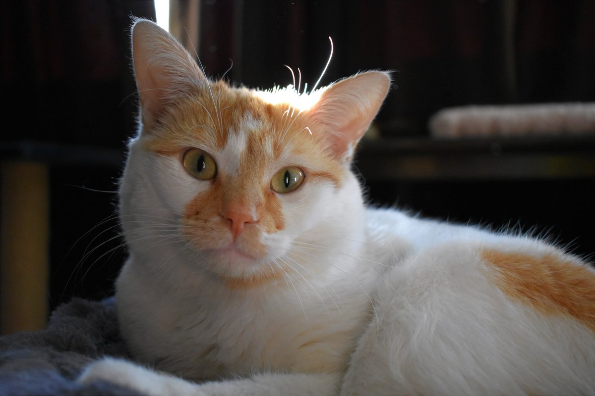 FartyCheddarCat's tweet image. Sunbeam wakes
Da rain start to fall.
A simfony of dwops.

I sleeps beside mama.
But den da sky rawrrs.
And I wakes up.

I clime on top of mama.
I start to purr.
I not wants her to wakes.

Da sky gets louder.
Mama opens her eyes.
I purr eben louder.
I purr her to sleep.