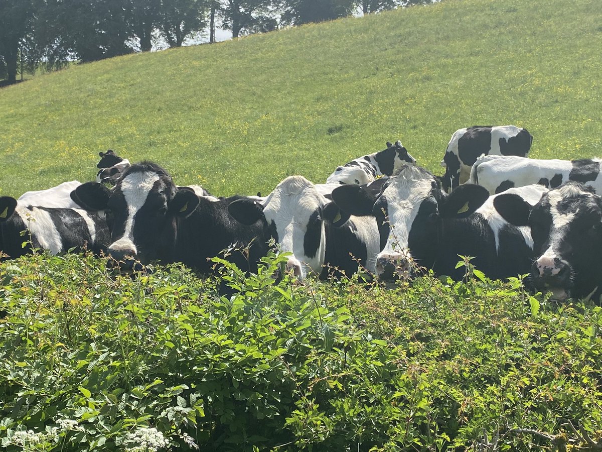 You always get nosey neighbours #teamdairy #cows