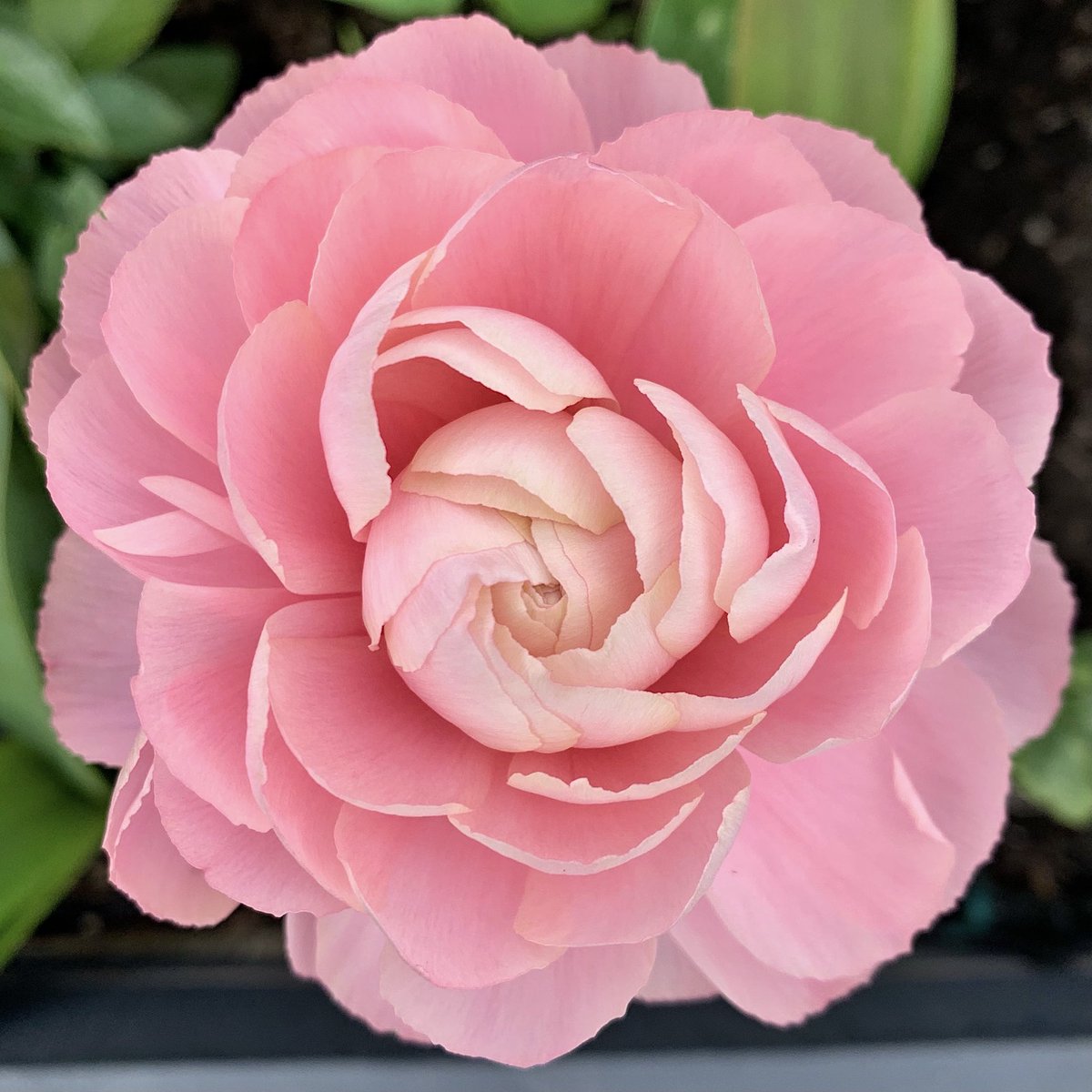 Petal perfection from Ranunculus Elegance Pastello 🌸#Flowers #FlowerHunting #Gardening