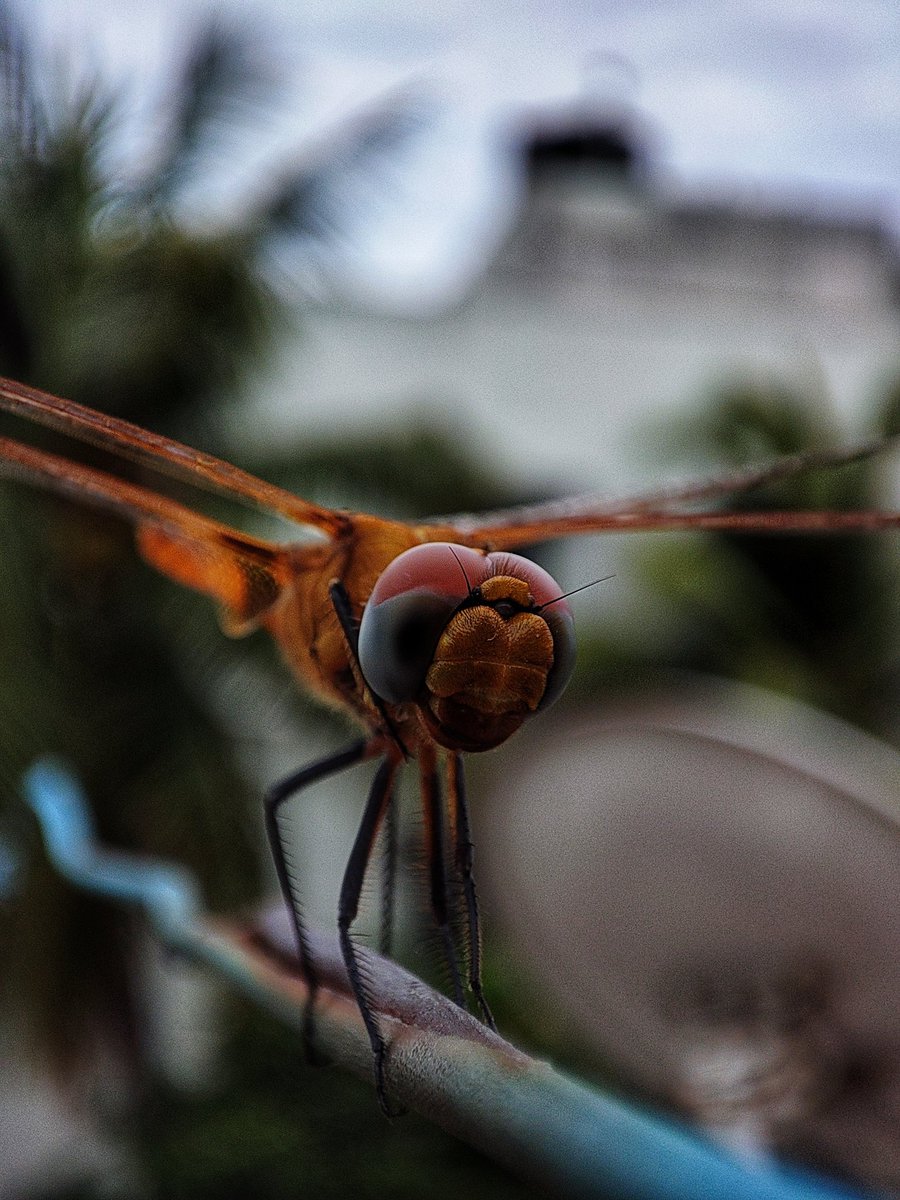 Babumar23D's tweet image. #Redmi #Note10ProMax #Macro #Telephoto @manukumarjain @RedmiIndia