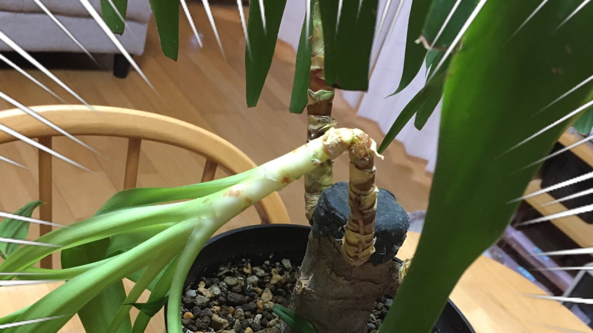 観葉植物の育て方 Twitter Search Twitter
