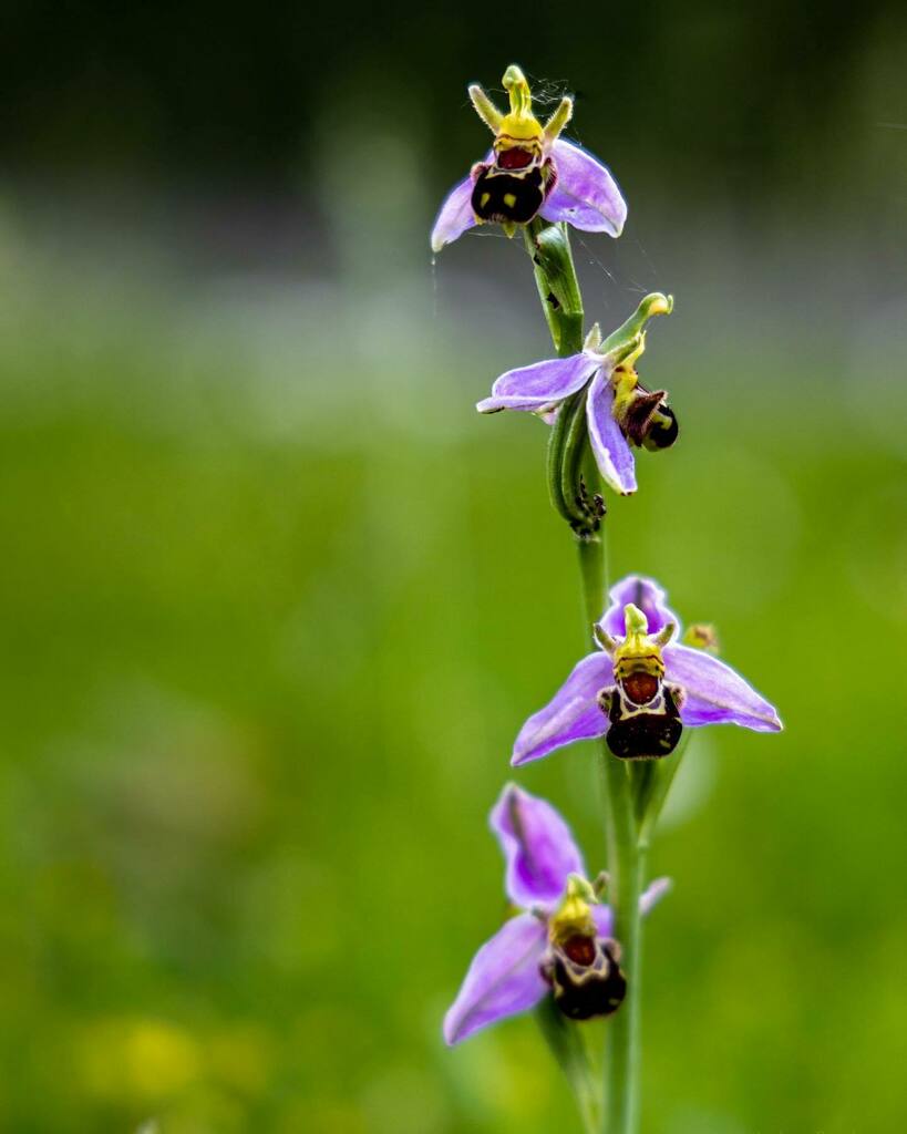 JohnotweetP's tweet photo. Wonderful little Bee Orchids hiding in the verge.

#orchids #orchid #flowers #orchidsofinstagram #flowersofinstagram #green #yellow #purple #wildlife #flower #nature #dendrobium #orchidlovers #plants #orquideas #orqu #orchidea #pecintaanggrek #orchidflow… https://t.co/ZbCZgcW6dm https://t.co/PjNTD6IumZ