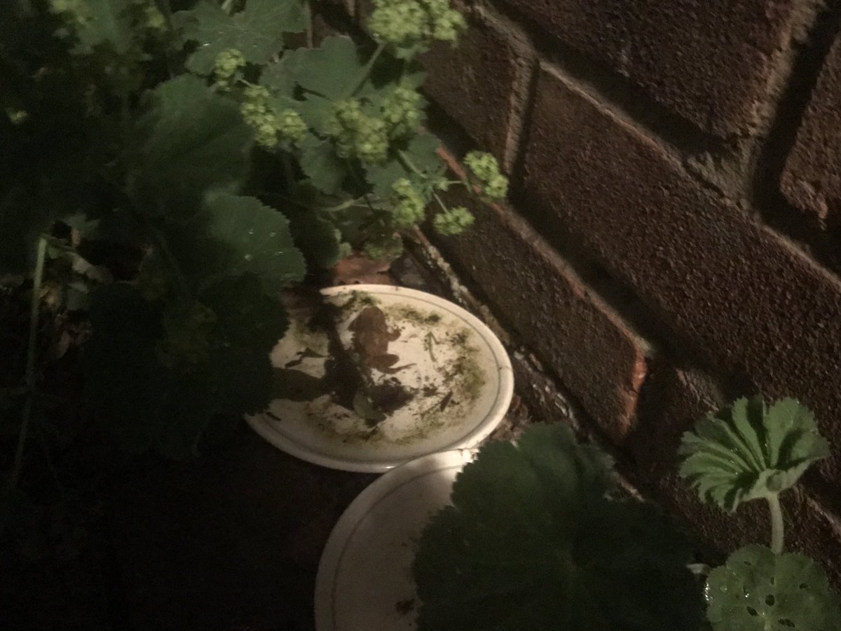 frozenprawn's tweet image. Just one #Toad in the #HerpGarden #PaddlingPool tonight. 🐸🥤⁦@ARGroupsUK⁩ ⁦@HenleyToads 🌙 ⁦@BBCSpringwatch⁩