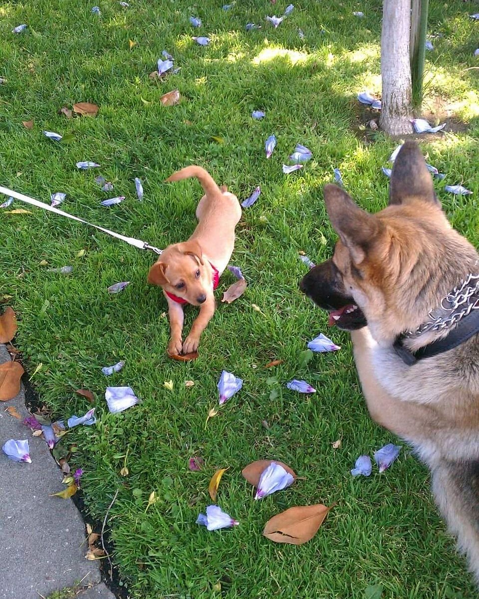 GaryACarlo's tweet photo. Sig was one of those dogs that was going to have to be the only dog in the house... too aggressive. These are from 10 years ago hanging with his friend Puppygirl #GSD_Sig #TexasPup #GermanShepherd #mybestfriend #BestDogEver #FriendsComeInAllSizes https://t.co/ogptNgANdH