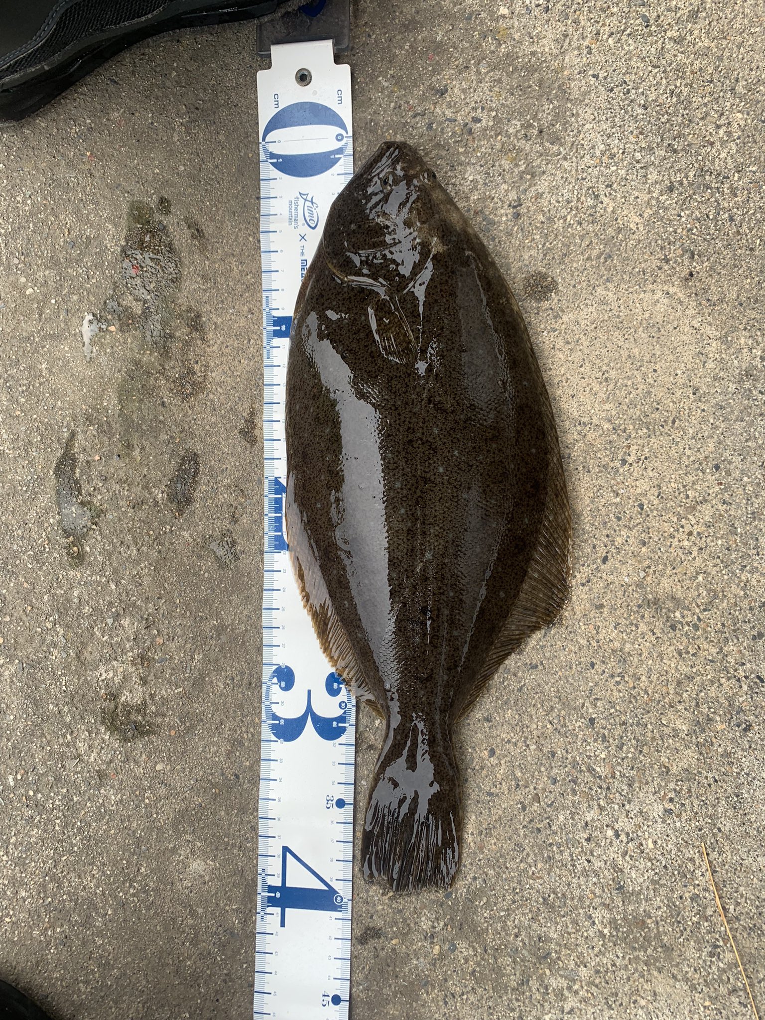 たっつん 今朝は気分転換にサーフへ ソゲとギリギリヒラメサイズが釣れました 釣り 海 東北 岩手 北三陸 ルアーフィッシング サーフ フラットフィッシュ ヒラメ ソゲ Jackson ジャクソン クイックヘッド クイックシャッド シマノ