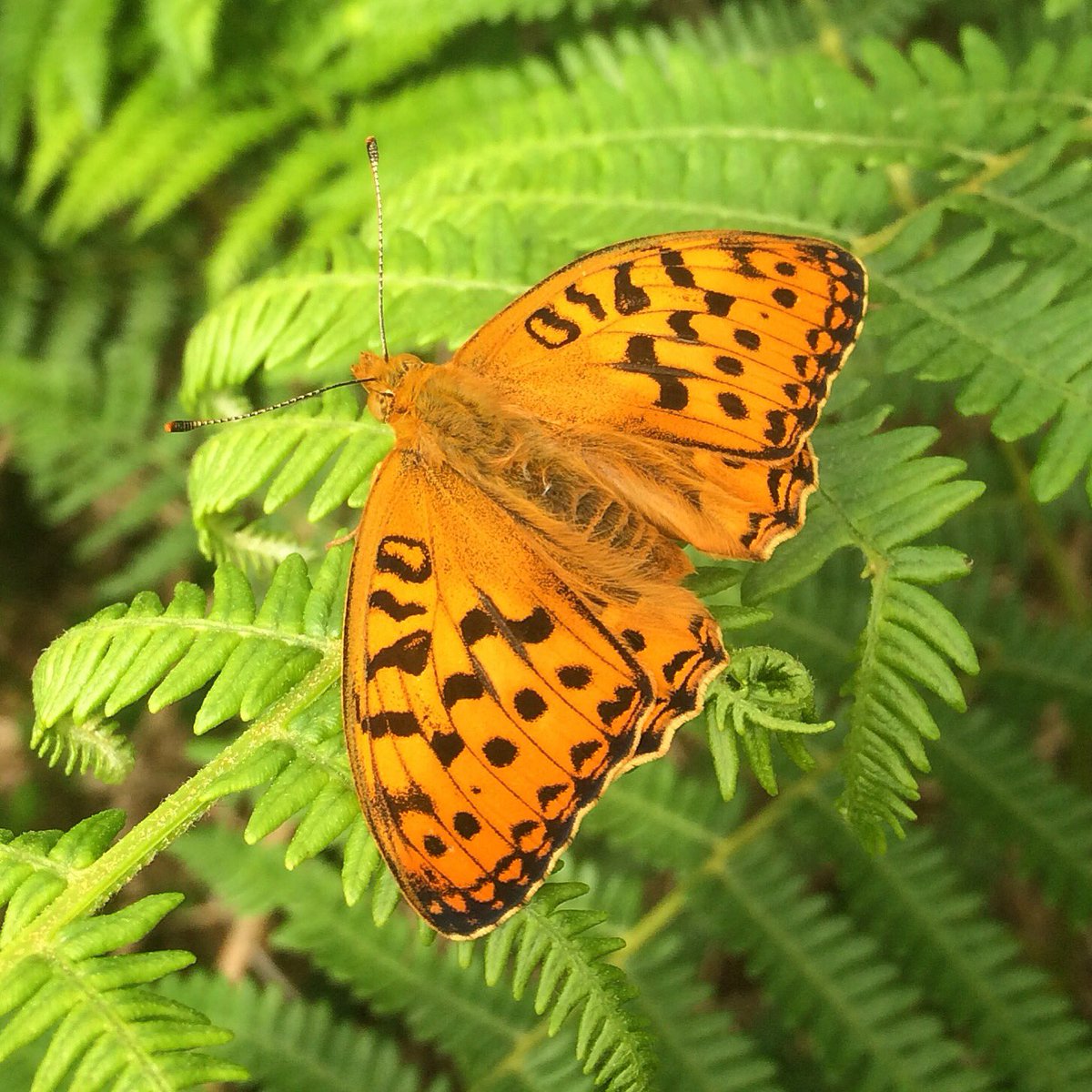 Julia Simons tweet media