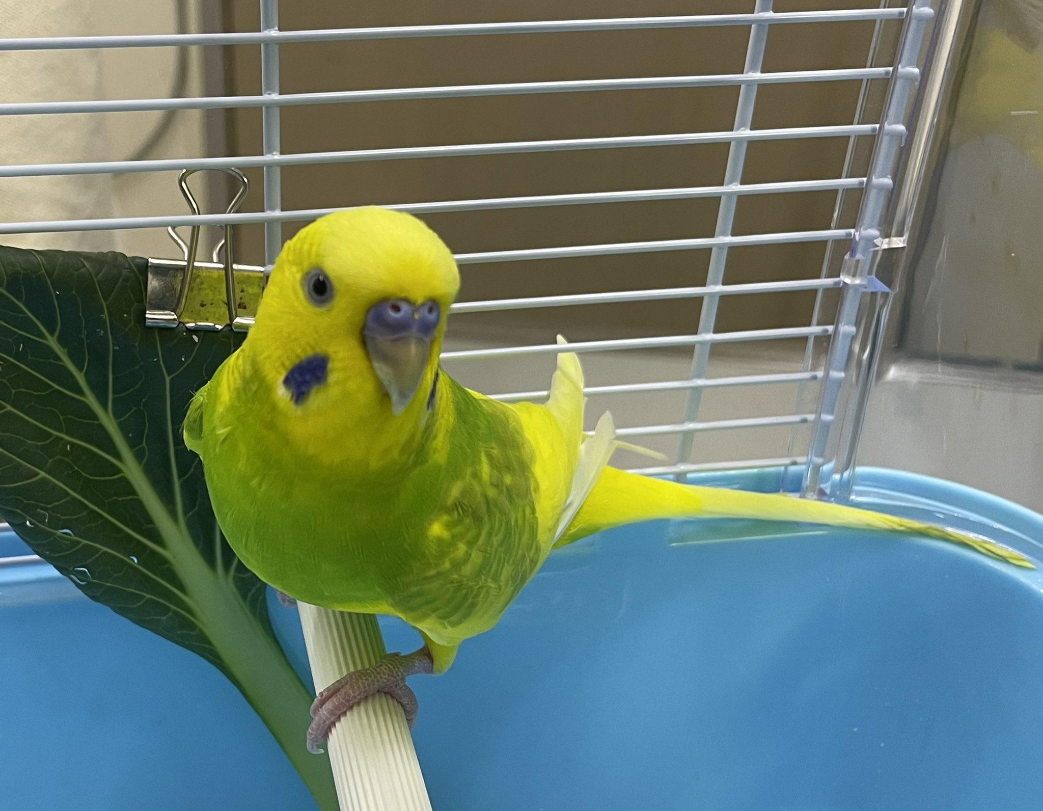 海老沢和荘 セキセイインコ の品種のパイドはまだらという意味でメラニンがまだらに入っています この仔の場合メラニンがある部分の羽は緑色になり オスのろう膜のメラニンが無い部分は ピンクになり 嘴とふしょのメラニンがある部分は青っぽくなります