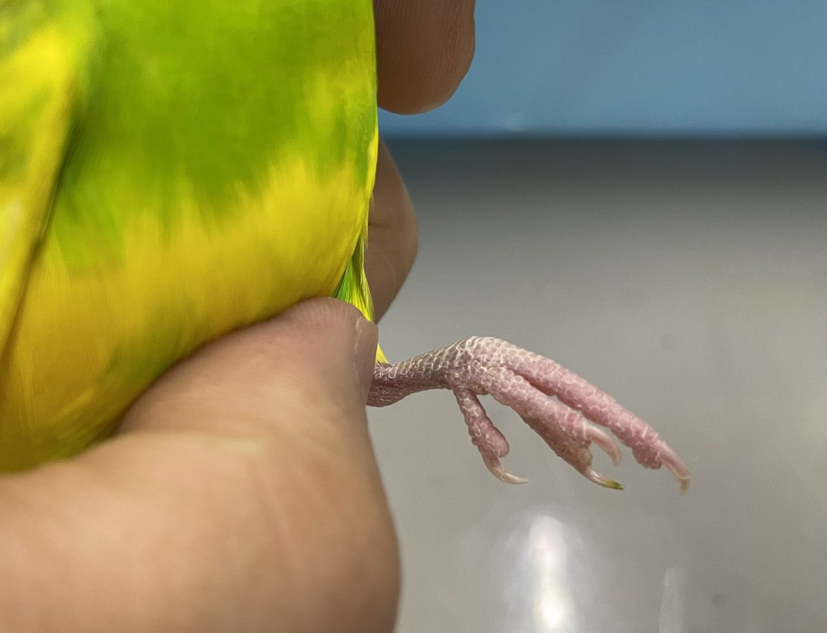 海老沢和荘 セキセイインコの品種のパイドはまだらという意味でメラニンがまだらに入っています この仔の場合メラニンがある部分の羽は緑色になり オスのろう膜のメラニンが無い部分はピンクになり 嘴とふしょのメラニンがある部分は青っぽくなります